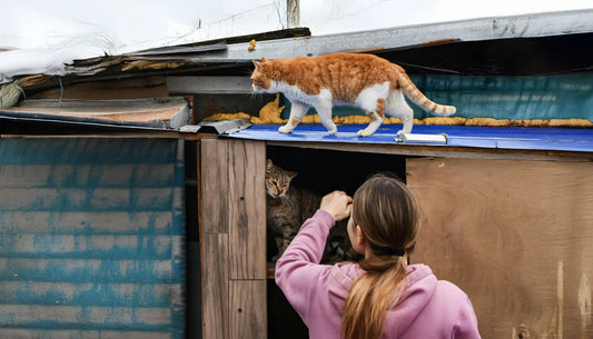 How to Choose the Best Outdoor Cat House for Winter? A Comprehensive Guide