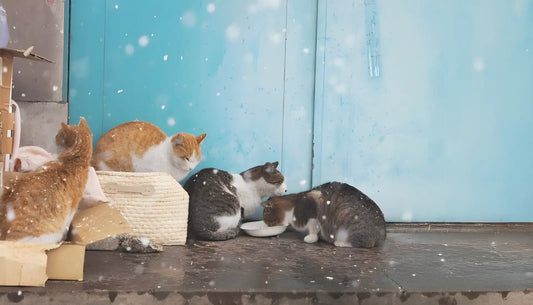 How Wagstro Volunteers Feed Stray Cats During Winter: Practical Tips